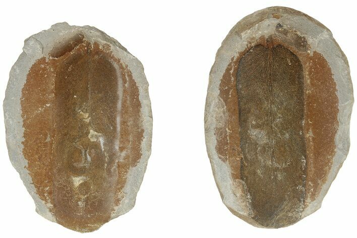 Fossil Seed Fern (Neuropteris) Pos/Neg - Mazon Creek #183289